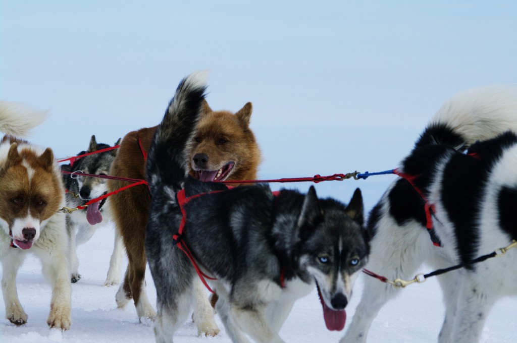 stockvault-moutain-ride-with-huskies110174
